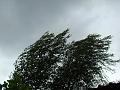 2012-0608-1615_Isladic_Birches_14.1C